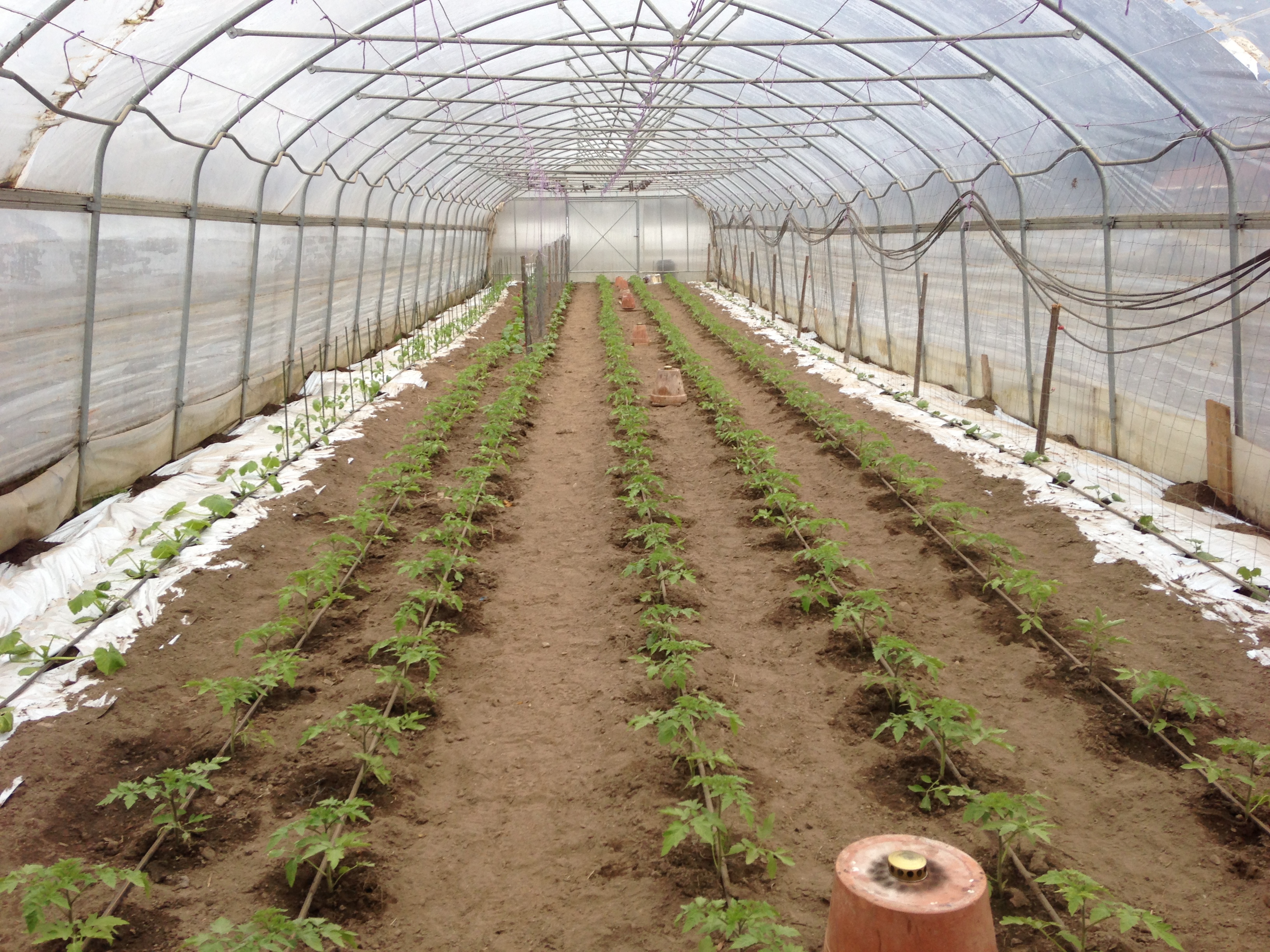 Tomaten im Tunnel geplanzt