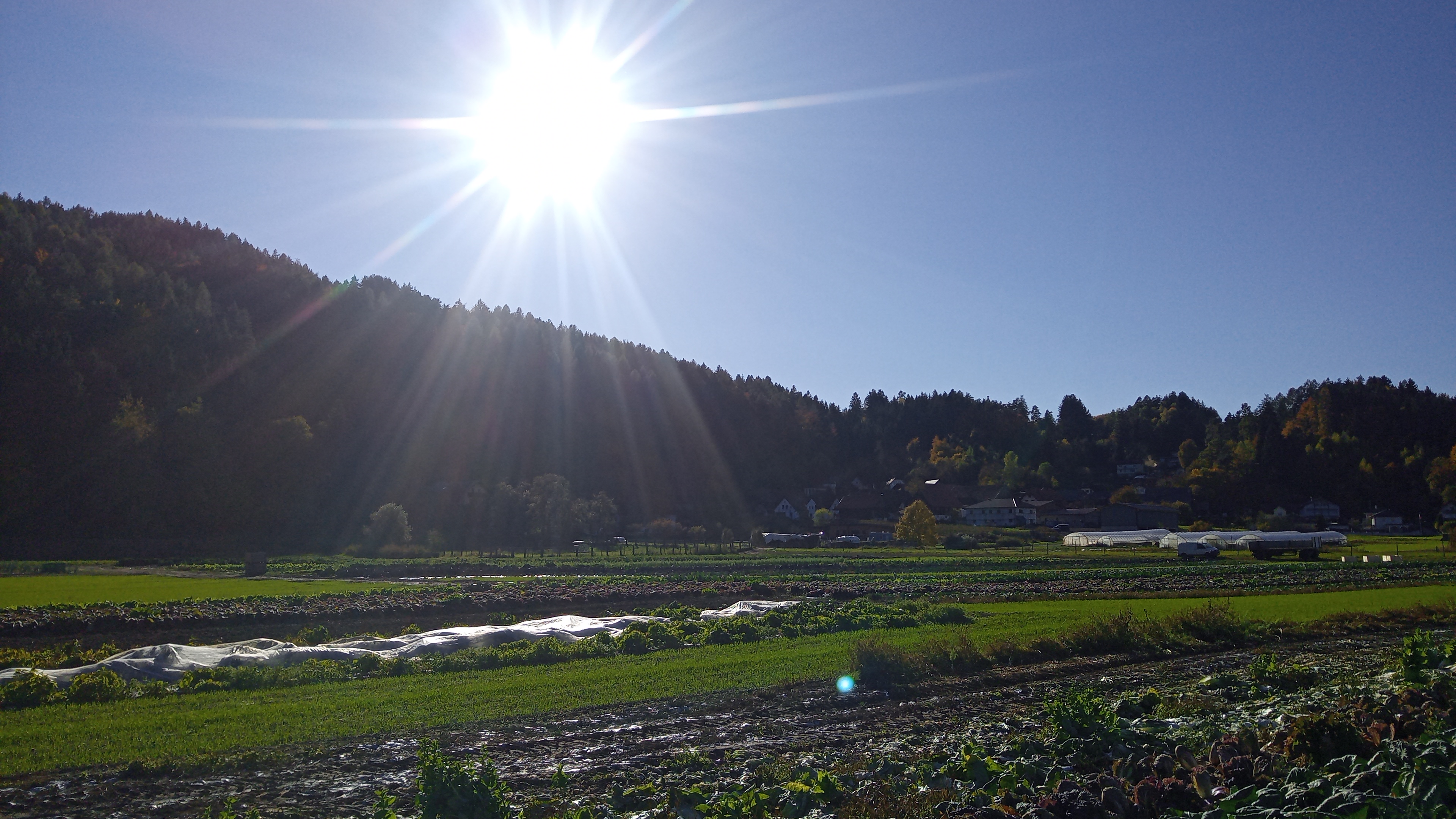 Gemüse zum Einlagern in der herbstlichen Abendsonne