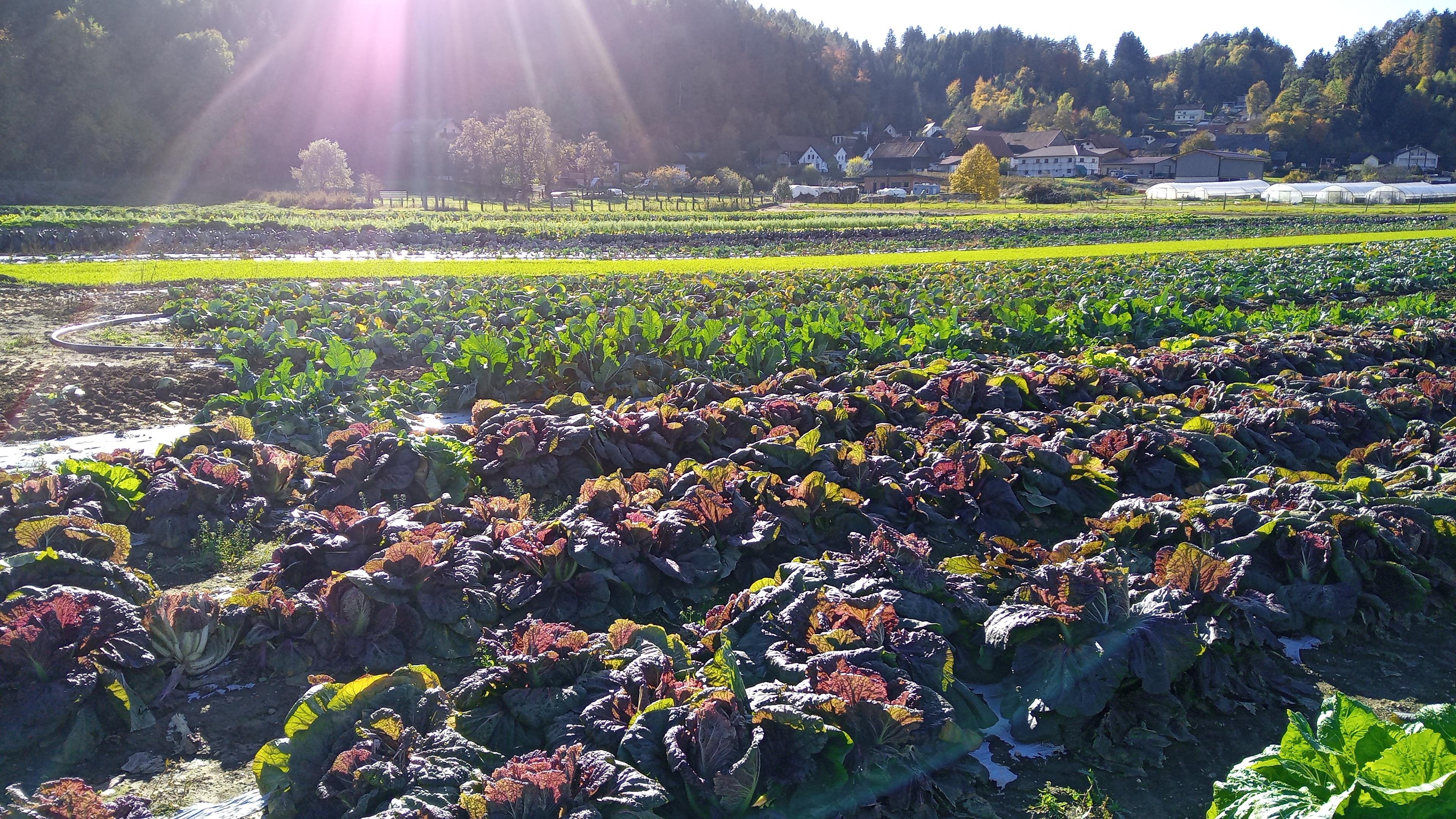 Chinakohl vor der Herbsternte